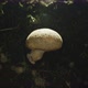 Mushroom in nature surrounded by particles - VideoHive Item for Sale