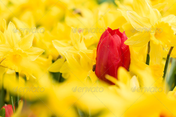 Colorful flowers - Stock Photo - Images