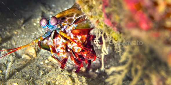 Mantis Shrimp, Peacock Mantis, Lembeh, North Sulawesi, Indonesia