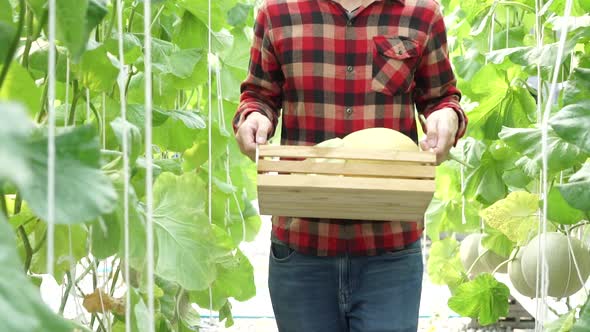 Young Asian Male Farmer Carrying a Basket of Watermelon Products and Walking on Farm Field alt