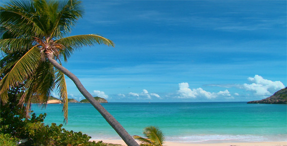 Tropical Palm Beach 3
