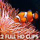 Clownfish And Jellyfish - VideoHive Item for Sale