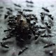 Ants Attracted to Food - VideoHive Item for Sale