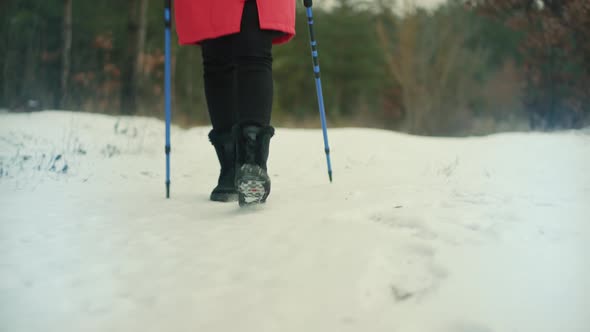 Woman Practicing Nordic Walking In Forest. Sticks Walking On Winter Wood. Sport Activities Healthy. alt