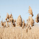 Dry reed outdoor in light pastel colors. Beige reed grass, pampas grass - PhotoDune Item for Sale