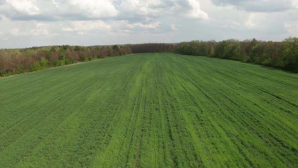 Span over the field on which planted green seedlings of wheat, corn or zhita alt