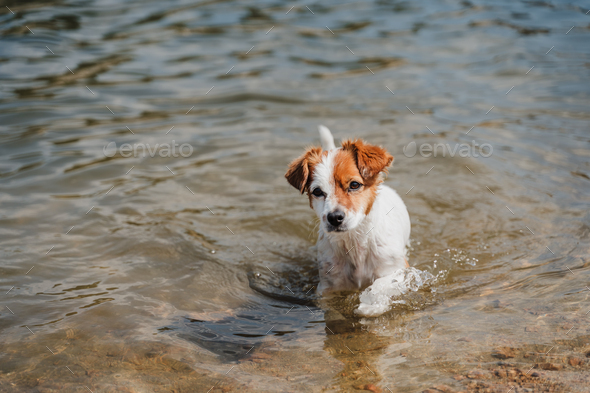 do jack russell terriers like to swim