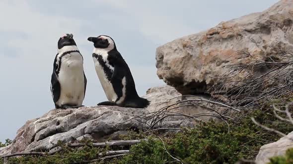 Low angle shot of African Penguin in Betty's Bay South Africa alt