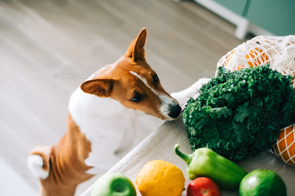 Curious Basenji dog puppy climbs on the table with fresh vegetables at home in the kitchen.