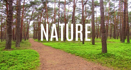 Nature Sounds