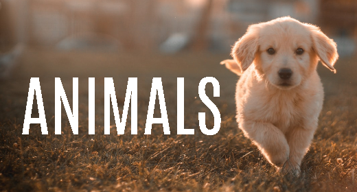 ANIMALS