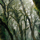 Mossy tropical forest in the mist. - PhotoDune Item for Sale