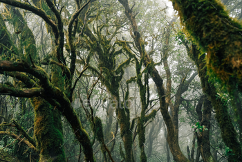 Mossy tropical forest in the mist.
