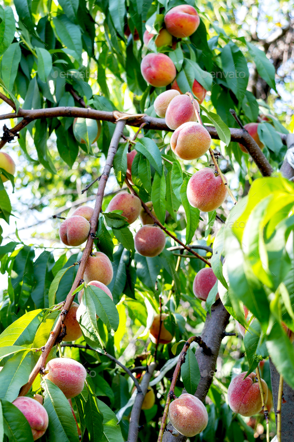 Lots of ripe peaches on the tree