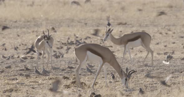 Springboks and Thousands of Birds