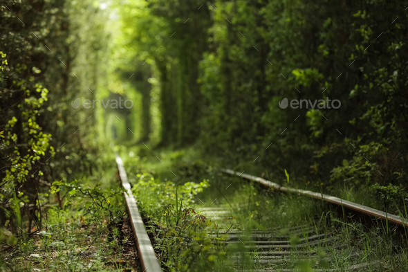 Magic Tunnel of Love, green trees and the railroad, in Ukraine. Focus on the foreground, background