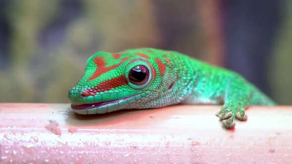 Macro of a Crimson Giant Day Gecko licking alt