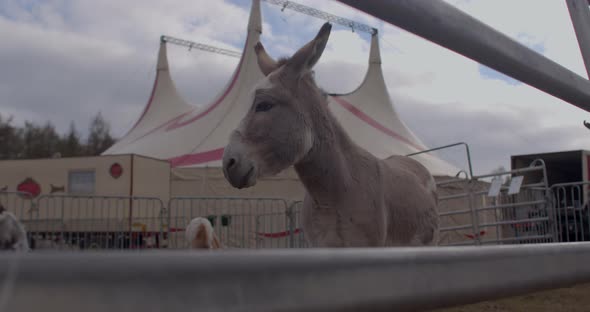Portrait of a Circus Donkey with a Sad Look Against the Background of Large Tent alt