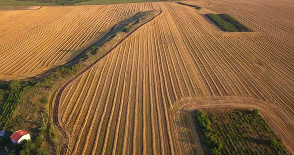 Aerial View of Agricultural Fields with Fresh Stubble After Harvesting Crops Wheat or Rye