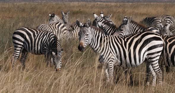Grant's Zebra, equus burchelli boehmi, Herd at Nairobi Park in Kenya, Real Time 4K alt