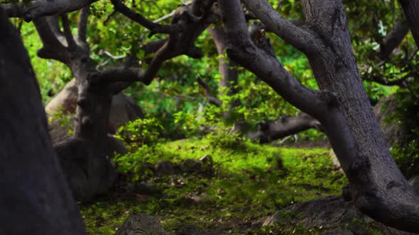 Black butterflies flying in cashew tree orchard, enchanted garden scenery alt