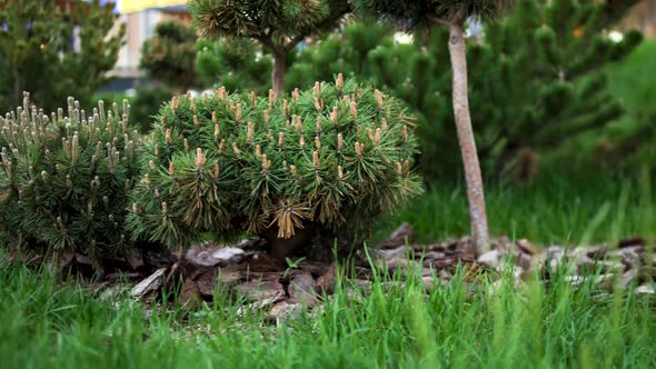 Summer City Park alt