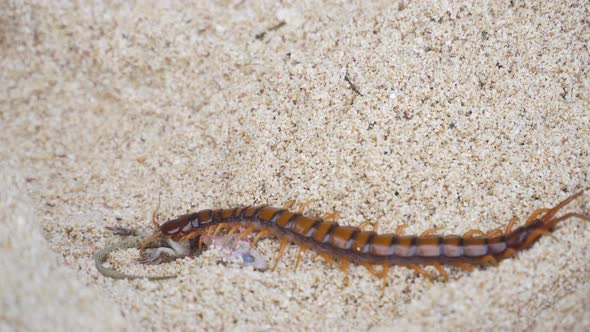 Centipede, Scolopendra Eats Gecko on the Sand, Stock Footage | VideoHive