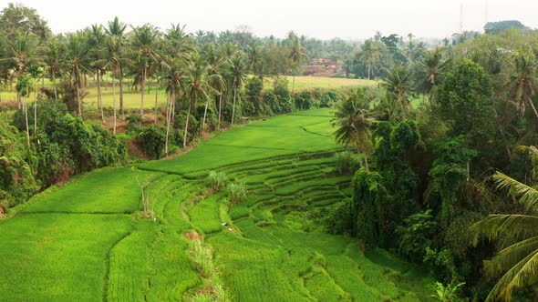 Looking down onto a rice terrace field