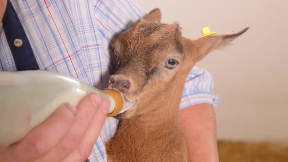 Goat Farm. The Farmer Holds a Goat in His Arms and Feeds Milk From a Bottle. Goat Drinks Milk alt
