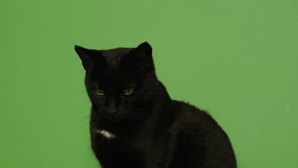 Black Cat Looking 