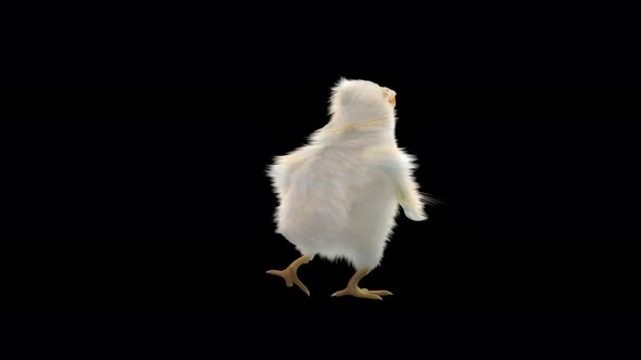 30 Baby Chicks Dancing 4K alt