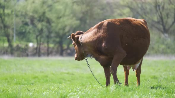 Milk Cow Tired of Flies While Grazing on Green Farm Pasture on Summer Day alt