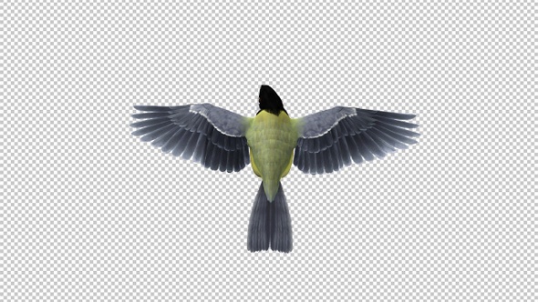 Yellow Titmouse Bird - Flying Loop - Back Top