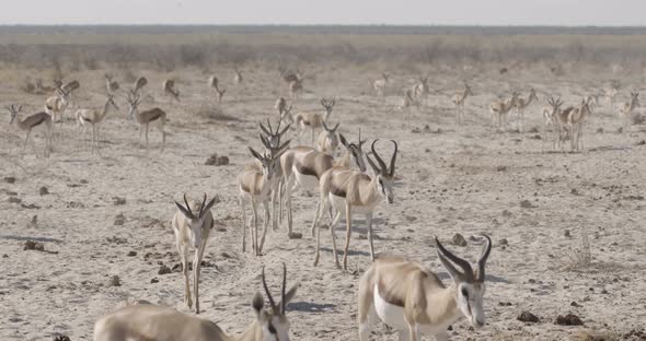 Springbok Herd Walking Towards Waterhole