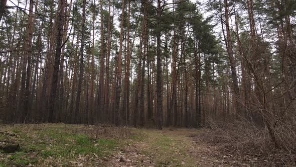 Trees in a Pine Forest During the Day Aerial View alt