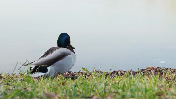 Mallard Duck Walks on the Grass and Stands on the Shore of the Park Pond alt