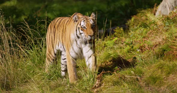 Tiger Walking Against Camera at Grass in the Forest