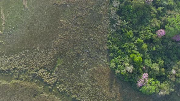 Aerial view directly over Ibera Wetlands, Corrientes Province, Argentina alt