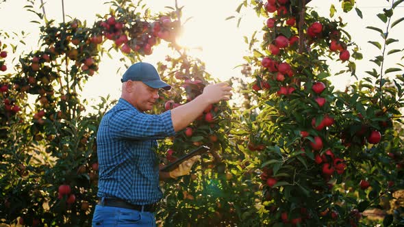 Apple Harvesting alt