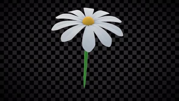 Daisy Flower Loop