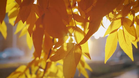 Colorful Autumn Leaves on the Sun. Tree with Yellow Leaves, the Daytime Sky. alt
