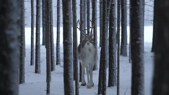 White Deer Standing and Looking at Passing Cars From a Pine Forest in Finland