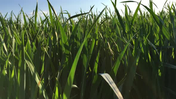 Wind On The Green Grass Fields alt