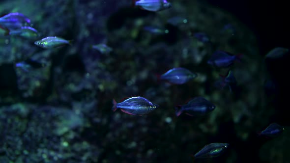 Closeup View of Tropical Fishes Swimming on Coral Reef Background alt