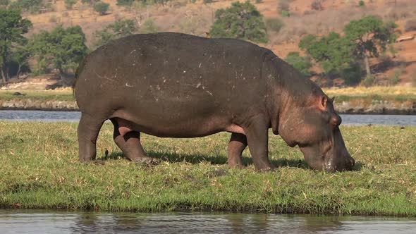 Huge Hippopotamus Grazing Near River At Chobe National Park, Botswana
