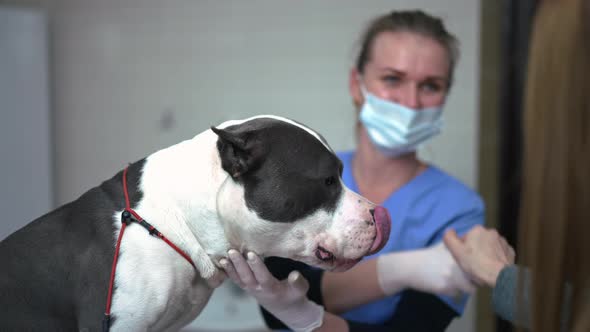 Side View Curios Dog with Veterinarian and Owner Shaking Hands in Slow Motion alt