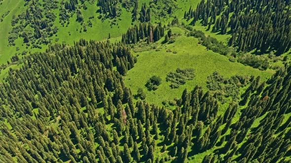 Nalati grassland with trees alt