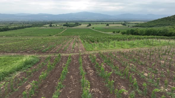 Aerial flight over beautiful vineyard landscape in Napareuli, Georgia alt