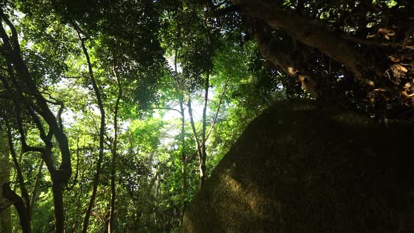 Trees and Rock in Rainforest
