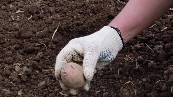 They Plant Potatoes in the Ground in the Garden